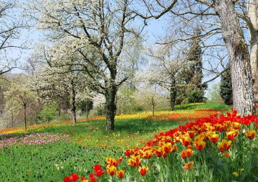 1200px-Frühlingsallee_Tulpenblüte_2010_(1).jpg
